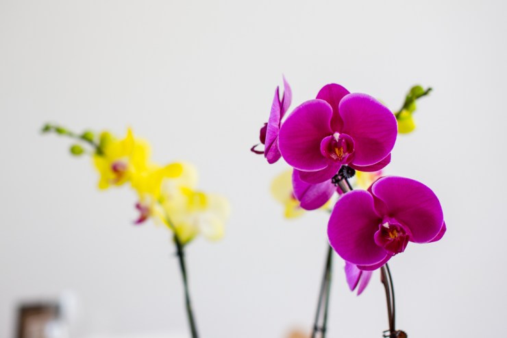 John & Jocelyn Low Res (14 of 544)